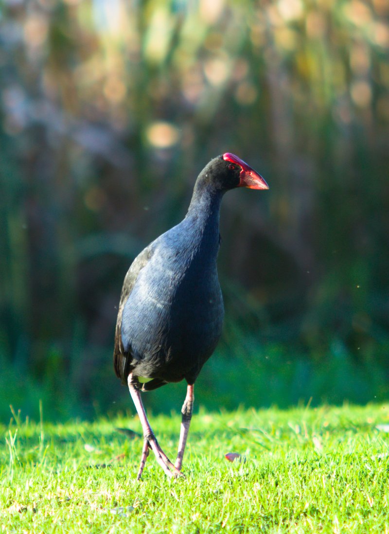 Pukeko