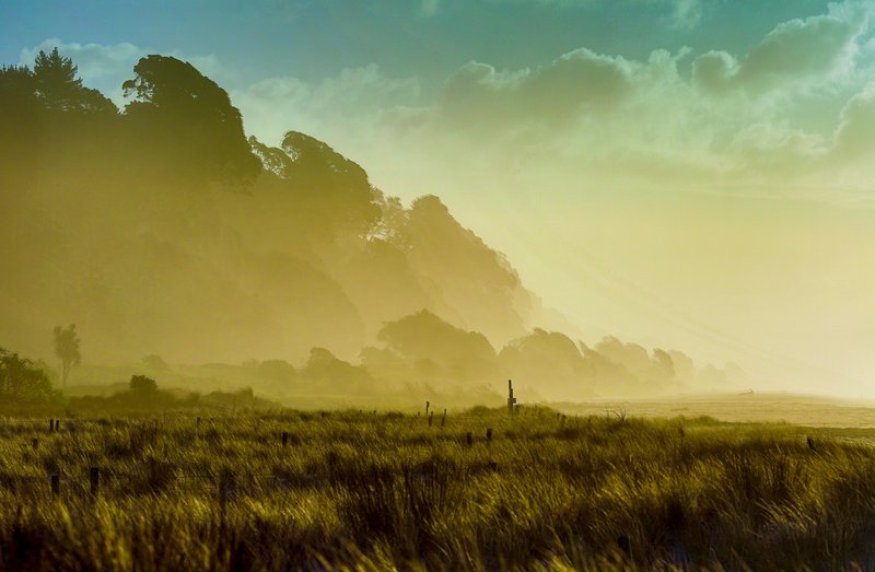 Tussock at Sunset
