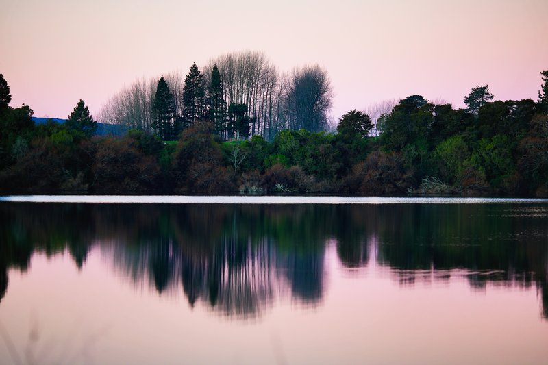 reflected trees