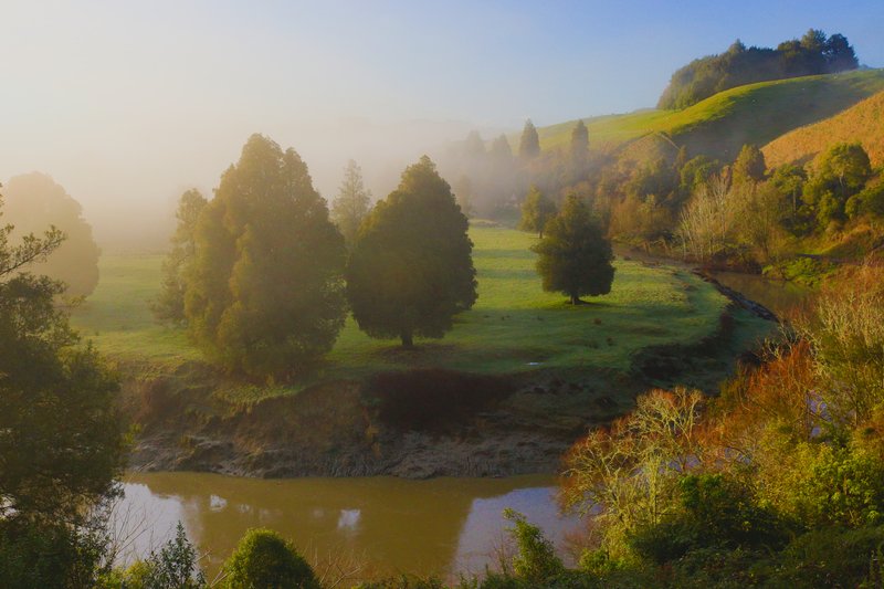 Trees in the mist near Taumaranui