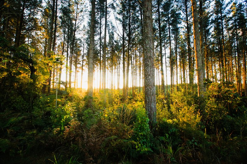 Sun through the trees