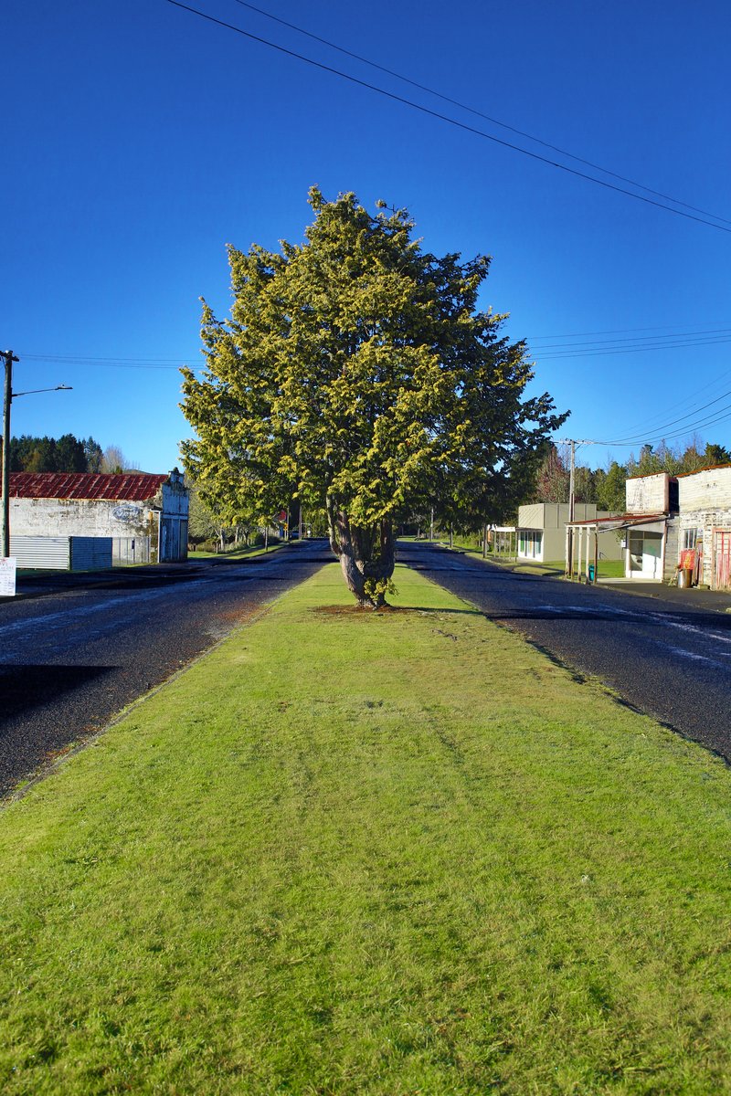 Tree in Ohura