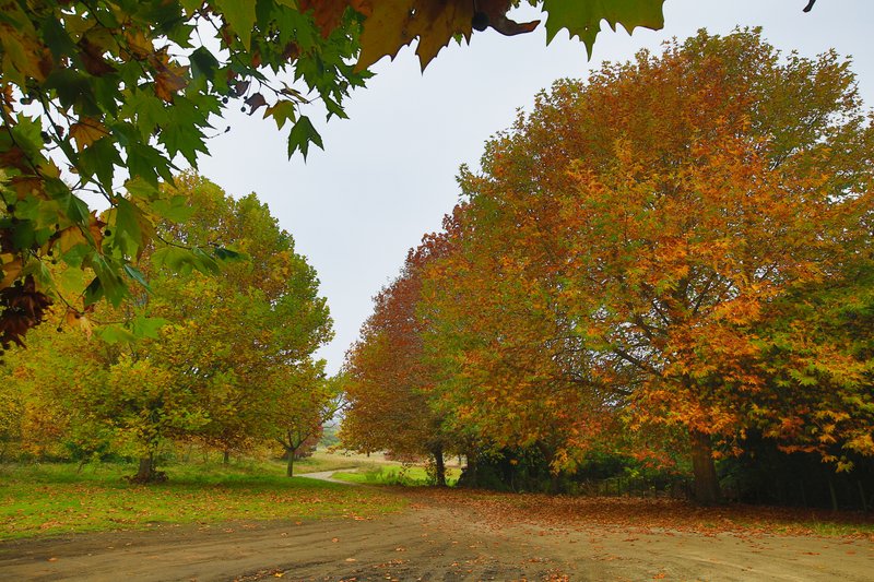 Autumn