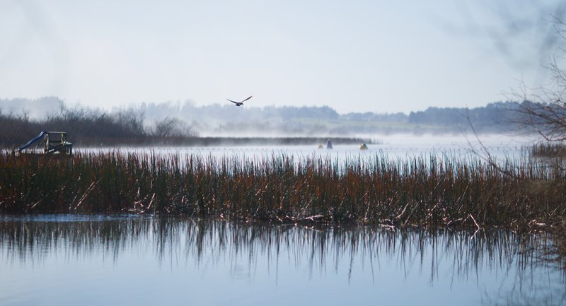 Duck in fog