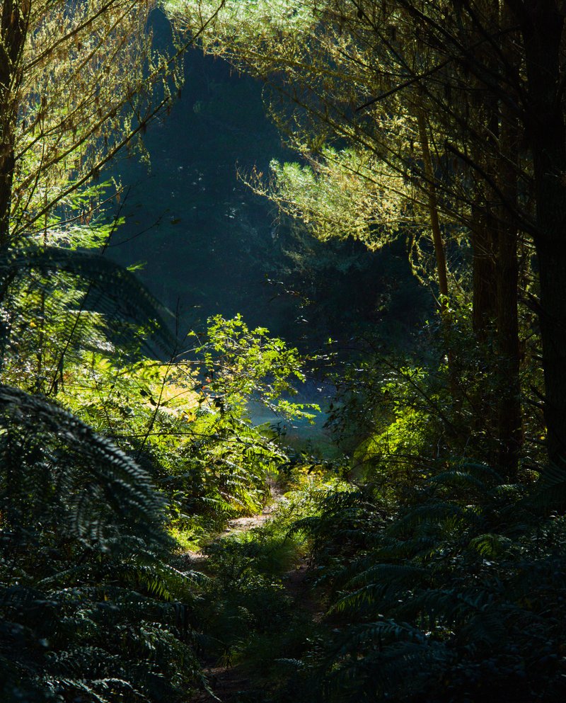 Lost Trail