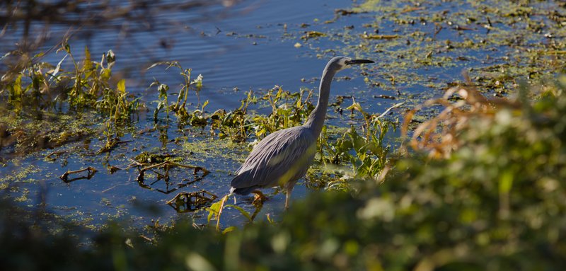 Heron in the water